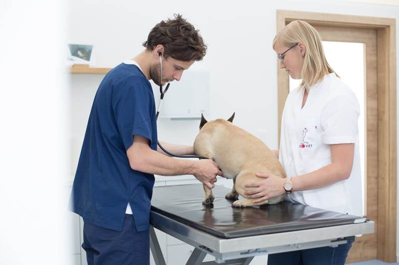 Tierarztpraxis für Innere Medizin - Tierarzt in Zwettl