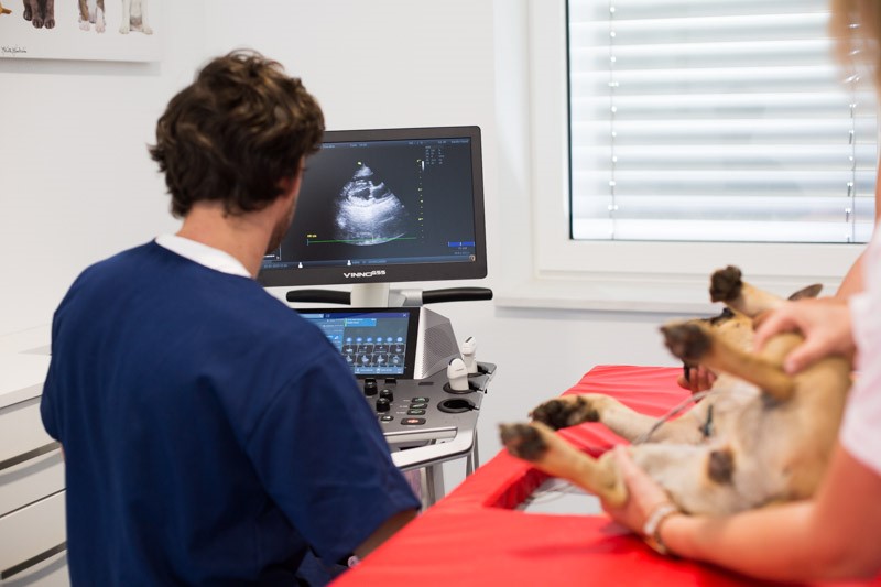 Tierarztpraxis Duovet - Tierarzt für Kardiologie