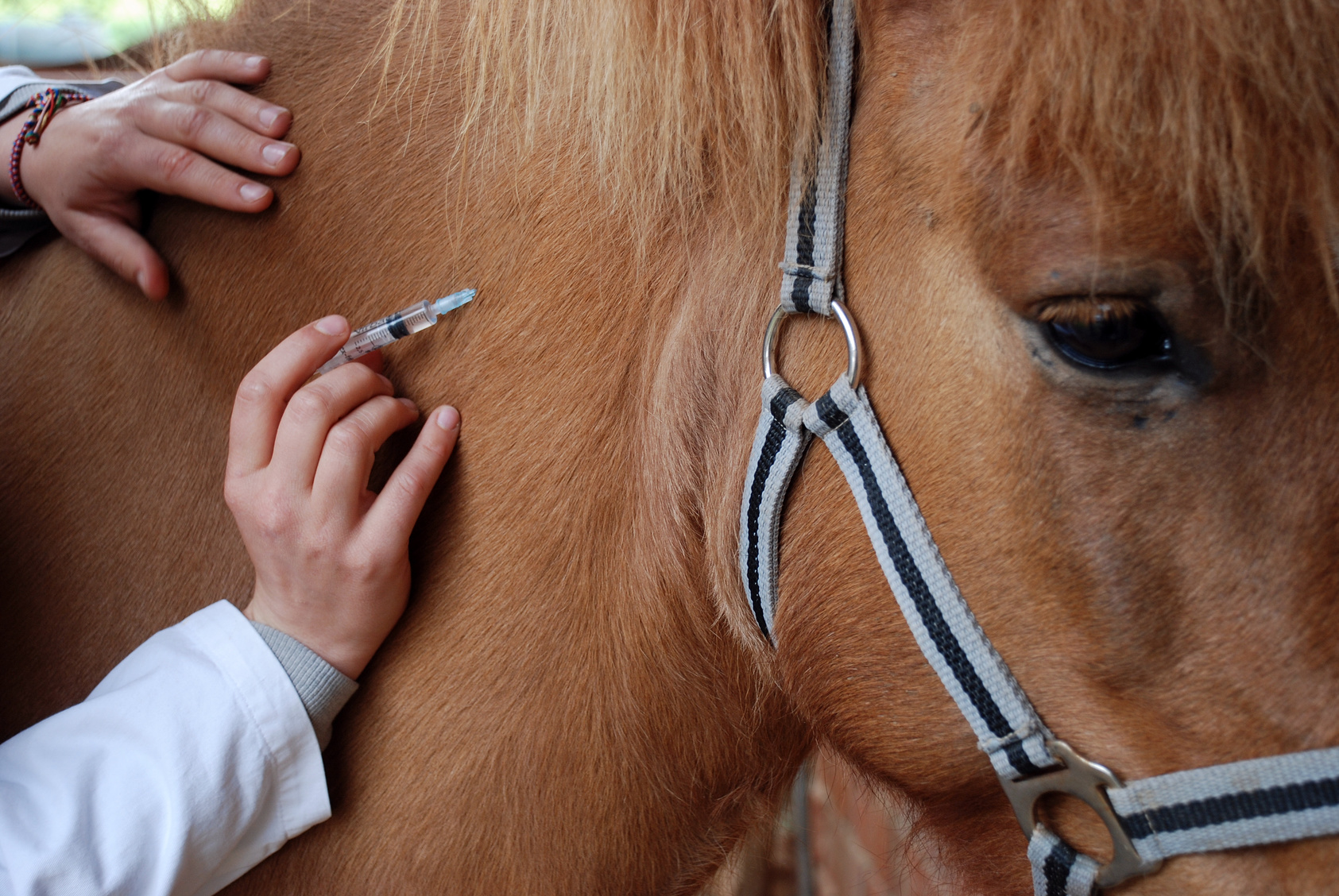 Tierarzt für Pferde - Tierarzt in Gmünd